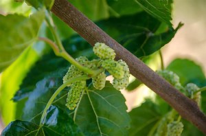 Mulberry White Persian Morus Nigra Alba